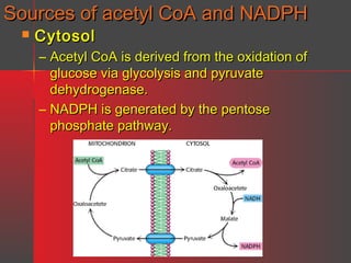 Sources of acetyl CoA and NADPH


Cytosol

– Acetyl CoA is derived from the oxidation of
glucose via glycolysis and pyruvate
dehydrogenase.
– NADPH is generated by the pentose
phosphate pathway.

 
