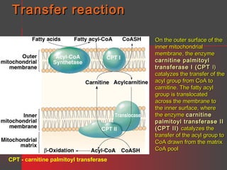 Transfer reaction
On the outer surface of the
inner mitochondrial
membrane, the enzyme
carnitine palmitoyl
transferase I (CPT I)
catalyzes the transfer of the
acyl group from CoA to
carnitine. The fatty acyl
group is translocated
across the membrane to
the inner surface, where
the enzyme carnitine
palmitoyl transferase II
(CPT II) catalyzes the
transfer of the acyl group to
CoA drawn from the matrix
CoA pool
CPT - carnitine palmitoyl transferase

 