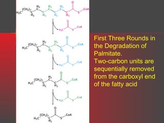First Three Rounds in
the Degradation of
Palmitate.
Two-carbon units are
sequentially removed
from the carboxyl end
of the fatty acid

 
