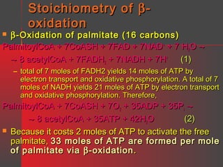 Stoichiometry of β oxidation

β -Oxidation of palmitate (16 carbons)
PalmitoylCoA + 7CoASH + 7FAD + 7NAD+ + 7 H2O →
→ 8 acetylCoA + 7FADH2 + 7NADH + 7H+ (1)


– total of 7 moles of FADH2 yields 14 moles of ATP by
electron transport and oxidative phosphorylation. A total of 7
moles of NADH yields 21 moles of ATP by electron transport
and oxidative phosphorylation. Therefore,

PalmitoylCoA + 7CoASH + 7O2 + 35ADP + 35Pi →
→ 8 acetylCoA + 35ATP + 42H2O
(2)
 Because it costs 2 moles of ATP to activate the free
palmitate, 33 moles of ATP are formed per mole
of palmitate via β -oxidation .

 