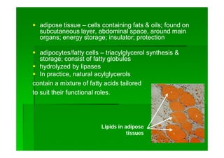  adipose tissueadipose tissue –– cells containing fats & oils; found oncells containing fats & oils; found on
subcutaneous layer, abdominal space, around mainsubcutaneous layer, abdominal space, around main
organs; energy storage; insulator; protectionorgans; energy storage; insulator; protection
 adipocytesadipocytes/fatty cells/fatty cells –– triacylglyceroltriacylglycerol synthesis &synthesis &
storage; consist of fatty globulesstorage; consist of fatty globules
 hydrolyzed by lipaseshydrolyzed by lipases
 In practice, naturalIn practice, natural acylglycerolsacylglycerols
contain a mixture of fatty acids tailoredcontain a mixture of fatty acids tailored
to suit their functional roles.to suit their functional roles.
Lipids in adipose
tissues
 