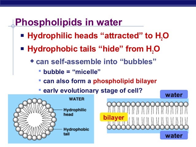 Lipids