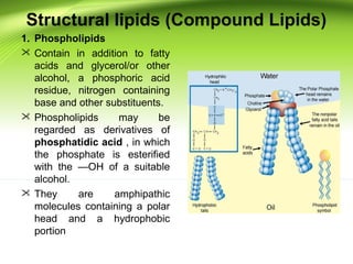 Structural lipids (Compound Lipids)
1. Phospholipids
 Contain in addition to fatty
acids and glycerol/or other
alcohol, a phosphoric acid
residue, nitrogen containing
base and other substituents.
 Phospholipids may be
regarded as derivatives of
phosphatidic acid , in which
the phosphate is esterified
with the —OH of a suitable
alcohol.
 They are amphipathic
molecules containing a polar
head and a hydrophobic
portion
 