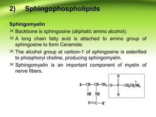 2) Sphingophospholipids
Sphingomyelin
 Backbone is sphingosine (aliphatic amino alcohol).
 A long chain fatty acid is attached to amino group of
sphingosine to form Ceramide.
 The alcohol group at carbon-1 of sphingosine is esterified
to phosphoryl choline, producing sphingomyelin.
 Sphingomyelin is an important component of myelin of
nerve fibers.
 