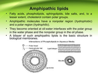 Amphipathic lipids
• Fatty acids, phospholipids, sphingolipids, bile salts, and, to a
lesser extent, cholesterol contain polar groups.
• Amphipathic molecules have a nonpolar region (hydrophobic)
and a polar region (hydrophilic).
• They become oriented at oil:water interfaces with the polar group
in the water phase and the nonpolar group in the oil phase.
• A bilayer of such amphipathic lipids is the basic structure in
biological membranes.
 