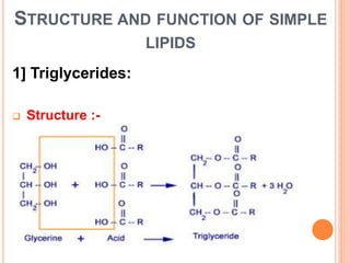 STRUCTURE AND FUNCTION OF SIMPLE
LIPIDS
1] Triglycerides:
 Structure :-
 