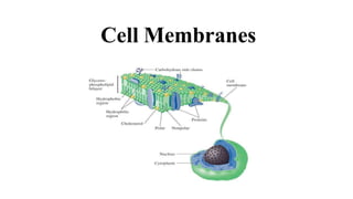 Cell Membranes
 