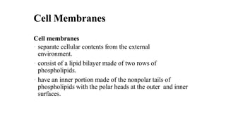 Cell Membranes
Cell membranes
• separate cellular contents from the external
environment.
• consist of a lipid bilayer made of two rows of
phospholipids.
• have an inner portion made of the nonpolar tails of
phospholipids with the polar heads at the outer and inner
surfaces.
 