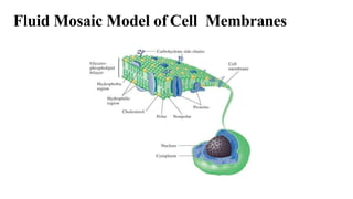 Fluid Mosaic Model of Cell Membranes
 