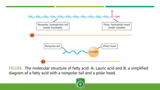 FIGURE: The molecular structure of fatty acid. A. Lauric acid and B. a simplified
diagram of a fatty acid with a nonpolar tail and a polar head.
 