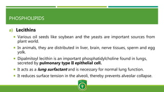 PHOSPHOLIPIDS
a) Lecithins
 Various oil seeds like soybean and the yeasts are important sources from
plant world.
 In animals, they are distributed in liver, brain, nerve tissues, sperm and egg
yolk.
 Dipalmitoyl lecithin is an important phosphatidylcholine found in lungs,
secreted by pulmonary type II epithelial cell.
 It acts as a lung surfactant and is necessary for normal lung function.
 It reduces surface tension in the alveoli, thereby prevents alveolar collapse.
 