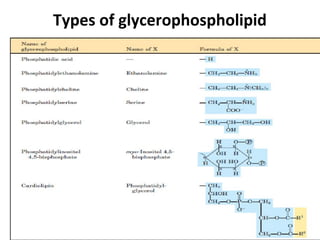 Types of glycerophospholipid
 