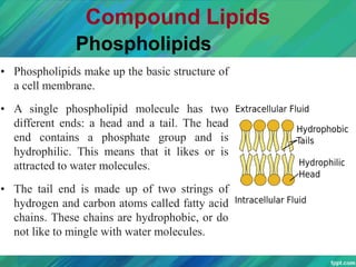 Compound Lipids
Phospholipids
• Phospholipids make up the basic structure of
a cell membrane.
• A single phospholipid molecule has two
different ends: a head and a tail. The head
end contains a phosphate group and is
hydrophilic. This means that it likes or is
attracted to water molecules.
• The tail end is made up of two strings of
hydrogen and carbon atoms called fatty acid
chains. These chains are hydrophobic, or do
not like to mingle with water molecules.
 