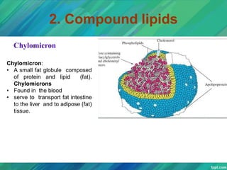 2. Compound lipids
Chylomicron
Chylomicron:
• A small fat globule composed
of protein and lipid (fat).
Chylomicrons
• Found in the blood
• serve to transport fat intestine
to the liver and to adipose (fat)
tissue.
 