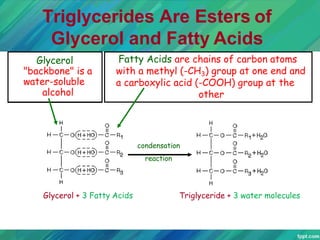 Triglycerides Are Esters of
Glycerol and Fatty Acids
condensation
reaction
Glycerol
"backbone" is a
water-soluble
alcohol
Fatty Acids are chains of carbon atoms
with a methyl (-CH3) group at one end and
a carboxylic acid (-COOH) group at the
other
Glycerol + 3 Fatty Acids Triglyceride + 3 water molecules
 