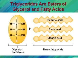 Triglycerides Are Esters of
Glycerol and Fatty Acids
 