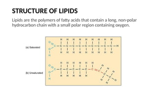 STRUCTURE OF LIPIDS
Lipids are the polymers of fatty acids that contain a long, non-polar
hydrocarbon chain with a small polar region containing oxygen.
 