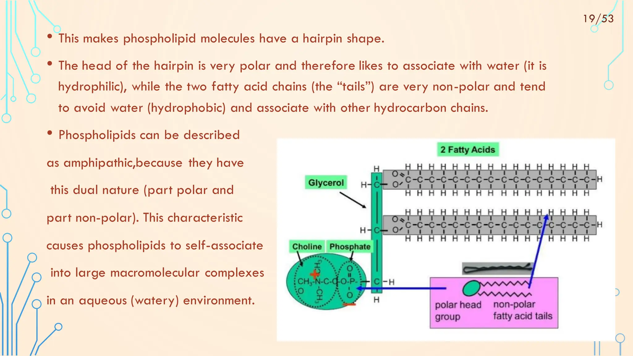• This makes phospholipid molecules have a hairpin shape.
• The head of the hairpin is very polar and therefore likes to associate with water (it is
hydrophilic), while the two fatty acid chains (the “tails”) are very non-polar and tend
to avoid water (hydrophobic) and associate with other hydrocarbon chains.
• Phospholipids can be described
as amphipathic,because they have
this dual nature (part polar and
part non-polar). This characteristic
causes phospholipids to self-associate
into large macromolecular complexes
in an aqueous (watery) environment.
19/53
 