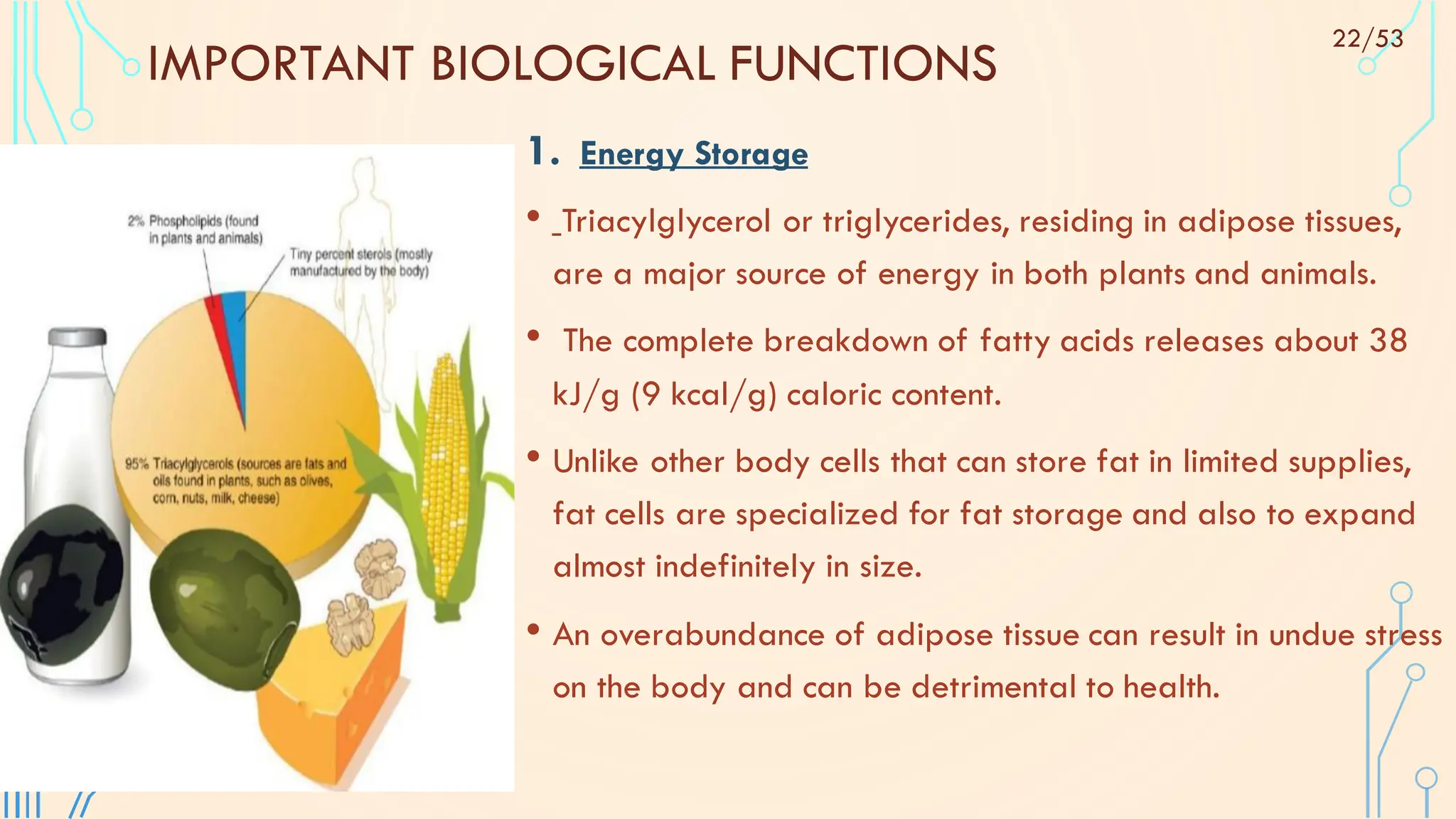 IMPORTANT BIOLOGICAL FUNCTIONS
1. Energy Storage
• Triacylglycerol or triglycerides, residing in adipose tissues,
are a major source of energy in both plants and animals.
• The complete breakdown of fatty acids releases about 38
kJ/g (9 kcal/g) caloric content.
• Unlike other body cells that can store fat in limited supplies,
fat cells are specialized for fat storage and also to expand
almost indefinitely in size.
• An overabundance of adipose tissue can result in undue stress
on the body and can be detrimental to health.
22/53
 