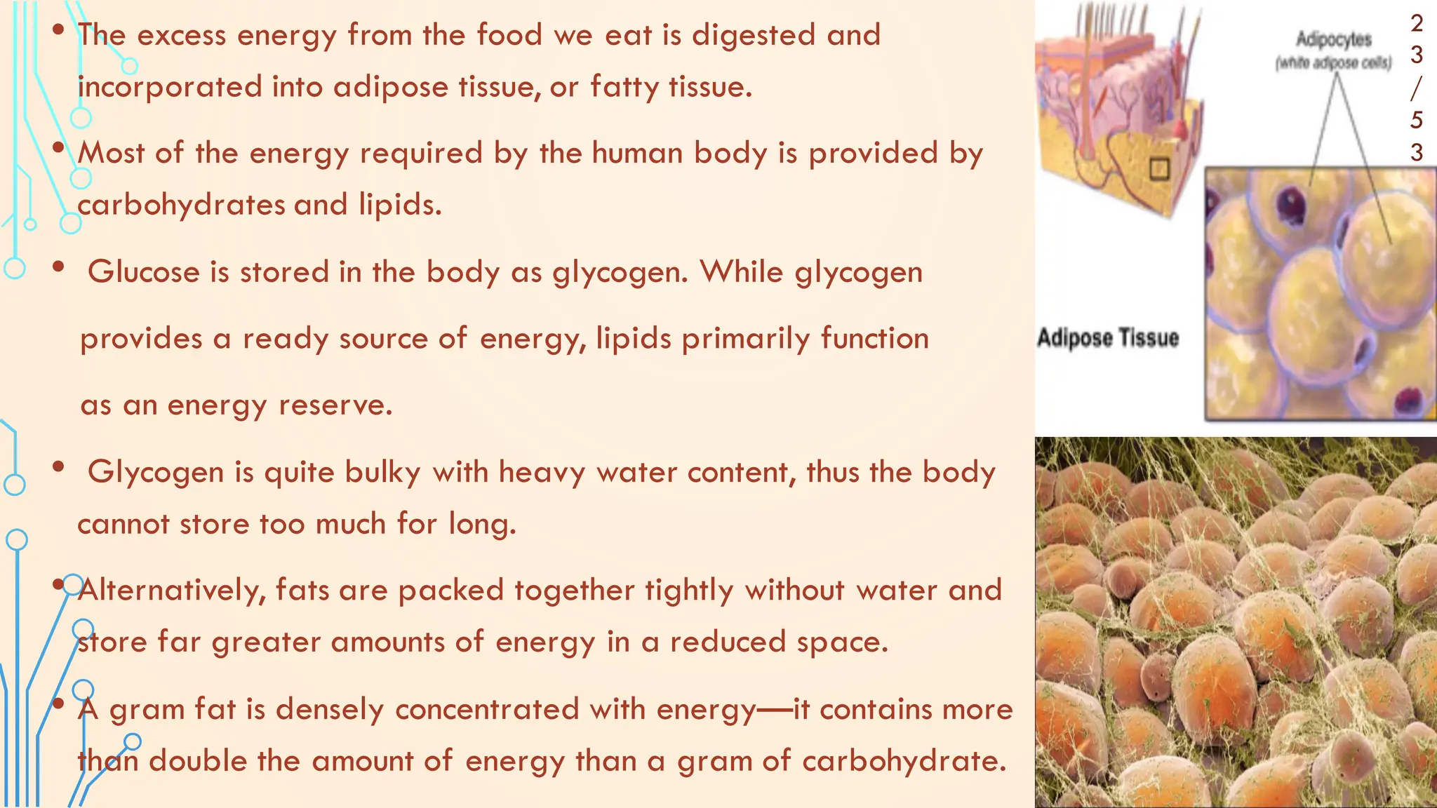 • The excess energy from the food we eat is digested and
incorporated into adipose tissue, or fatty tissue.
• Most of the energy required by the human body is provided by
carbohydrates and lipids.
• Glucose is stored in the body as glycogen. While glycogen
provides a ready source of energy, lipids primarily function
as an energy reserve.
• Glycogen is quite bulky with heavy water content, thus the body
cannot store too much for long.
• Alternatively, fats are packed together tightly without water and
store far greater amounts of energy in a reduced space.
• A gram fat is densely concentrated with energy—it contains more
than double the amount of energy than a gram of carbohydrate.
2
3
/
5
3
 
