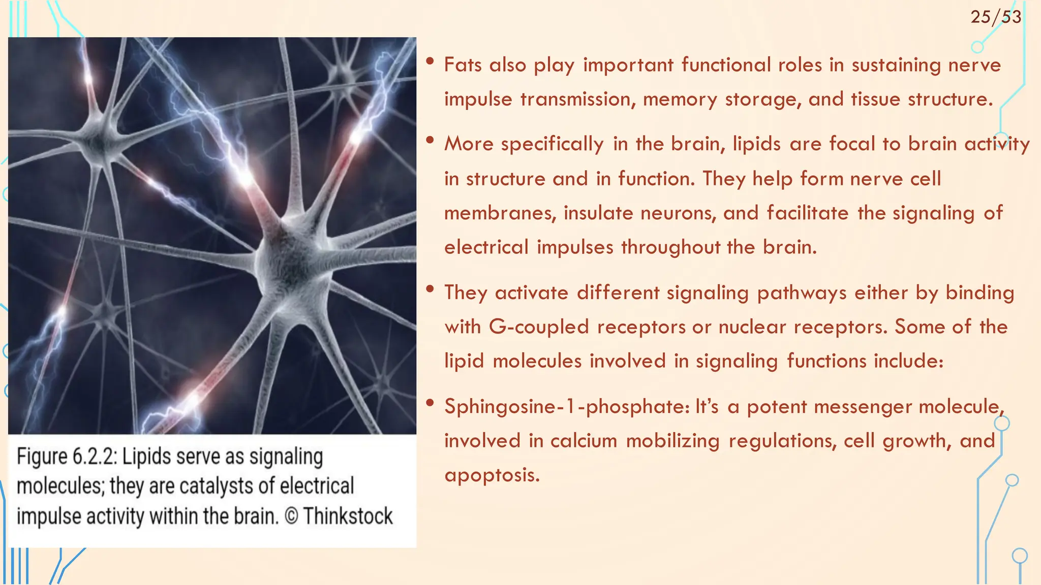 • Fats also play important functional roles in sustaining nerve
impulse transmission, memory storage, and tissue structure.
• More specifically in the brain, lipids are focal to brain activity
in structure and in function. They help form nerve cell
membranes, insulate neurons, and facilitate the signaling of
electrical impulses throughout the brain.
• They activate different signaling pathways either by binding
with G-coupled receptors or nuclear receptors. Some of the
lipid molecules involved in signaling functions include:
• Sphingosine-1-phosphate: It’s a potent messenger molecule,
involved in calcium mobilizing regulations, cell growth, and
apoptosis.
25/53
 