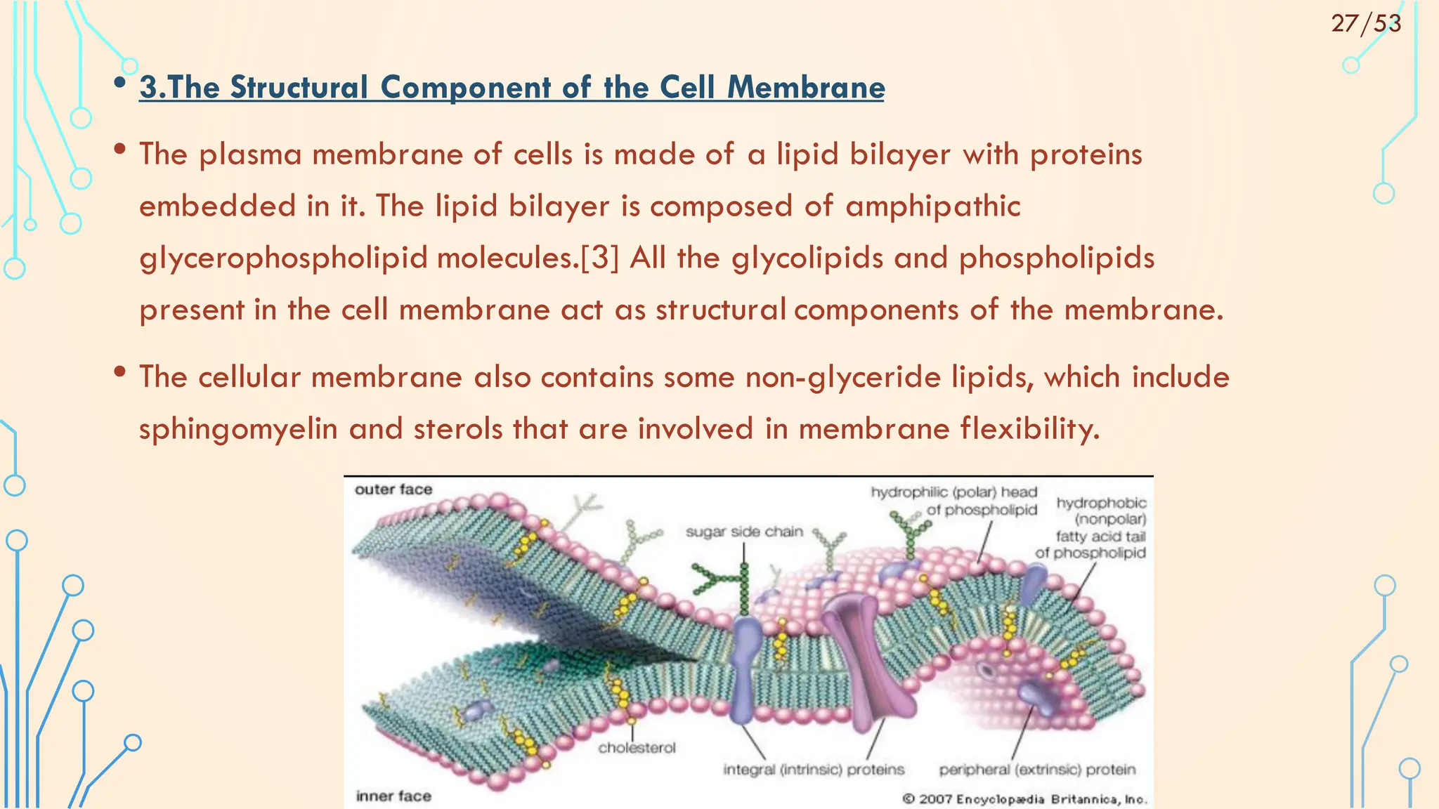 • 3.The Structural Component of the Cell Membrane
• The plasma membrane of cells is made of a lipid bilayer with proteins
embedded in it. The lipid bilayer is composed of amphipathic
glycerophospholipid molecules.[3] All the glycolipids and phospholipids
present in the cell membrane act as structural components of the membrane.
• The cellular membrane also contains some non-glyceride lipids, which include
sphingomyelin and sterols that are involved in membrane flexibility.
27/53
 