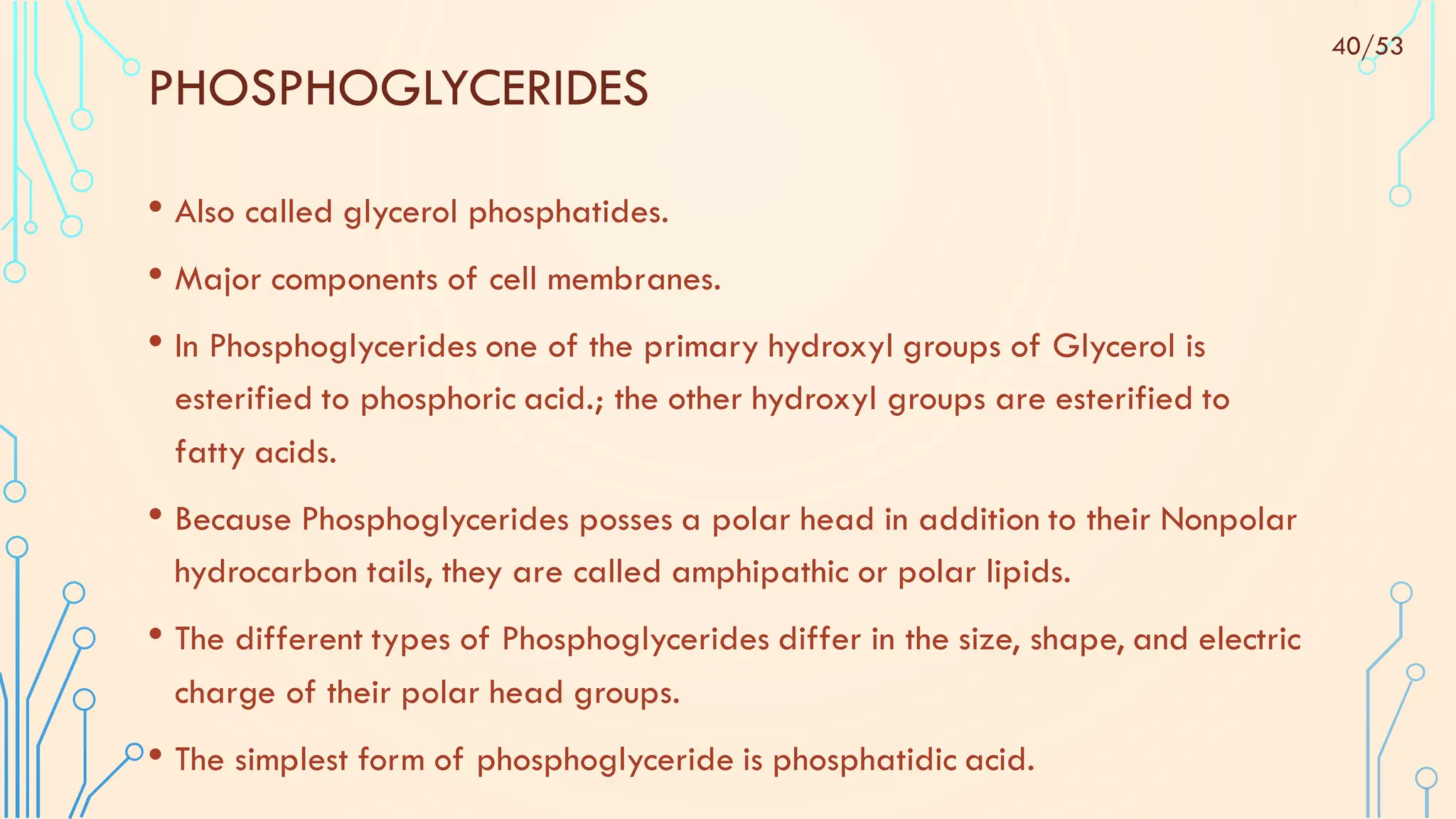 PHOSPHOGLYCERIDES
• Also called glycerol phosphatides.
• Major components of cell membranes.
• In Phosphoglycerides one of the primary hydroxyl groups of Glycerol is
esterified to phosphoric acid.; the other hydroxyl groups are esterified to
fatty acids.
• Because Phosphoglycerides posses a polar head in addition to their Nonpolar
hydrocarbon tails, they are called amphipathic or polar lipids.
• The different types of Phosphoglycerides differ in the size, shape, and electric
charge of their polar head groups.
• The simplest form of phosphoglyceride is phosphatidic acid.
40/53
 