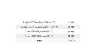1 mol of ATP is split to AMP and 2Pi −2 ATP
8 mol of acetyl-CoA formed (8 × 12 ATP) 96 ATP
7 mol of FADH2 formed (7 × 2) 14 ATP
7 mol of NADH formed (7 × 3) 21 ATP
Total 129 ATP
 