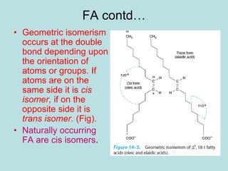FA contd… 
• Geometric isomerism 
occurs at the double 
bond depending upon 
the orientation of 
atoms or groups. If 
atoms are on the 
same side it is cis 
isomer, if on the 
opposite side it is 
trans isomer. (Fig). 
• Naturally occurring 
FA are cis isomers. 
 