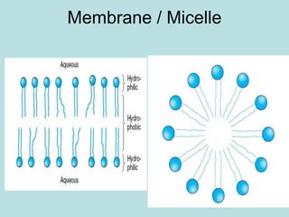 Membrane / Micelle 
 