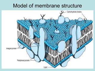 Model of membrane structure 
