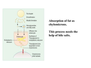 Comprehensive Overview of Lipid Digestion and Absorption Processes | PDF