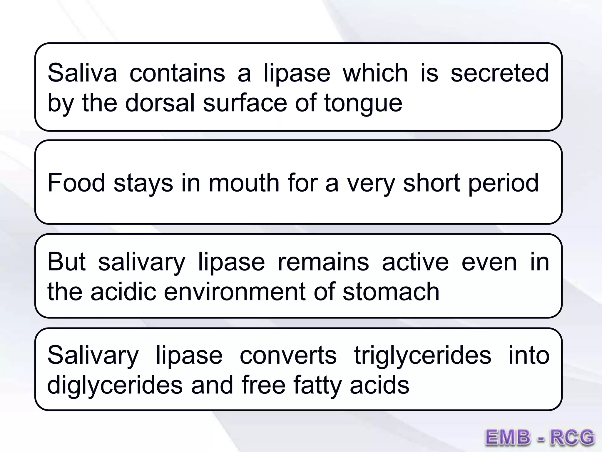 Saliva contains a lipase which is secreted
by the dorsal surface of tongue
Food stays in mouth for a very short period
But salivary lipase remains active even in
the acidic environment of stomach
Salivary lipase converts triglycerides into
diglycerides and free fatty acids
 