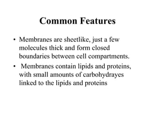Common Features
• Membranes are sheetlike, just a few
molecules thick and form closed
boundaries between cell compartments.
• Membranes contain lipids and proteins,
with small amounts of carbohydrayes
linked to the lipids and proteins
 