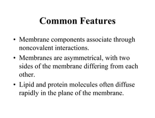 Common Features
• Membrane components associate through
noncovalent interactions.
• Membranes are asymmetrical, with two
sides of the membrane differing from each
other.
• Lipid and protein molecules often diffuse
rapidly in the plane of the membrane.
 