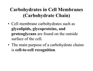 Carbohydrates in Cell Membranes
(Carbohydrate Chain)
• Cell membrane carbohydrates such as
glycolipids, glycoproteins, and
proteoglycans are found on the outside
surface of the cell.
• The main purpose of a carbohydrate chains
is cell-to-cell recognition.
 