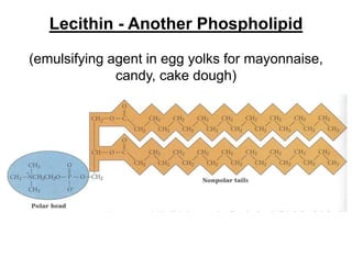 Lecithin - Another Phospholipid
(emulsifying agent in egg yolks for mayonnaise,
candy, cake dough)
 