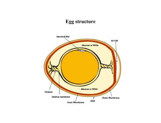 Egg structure
 