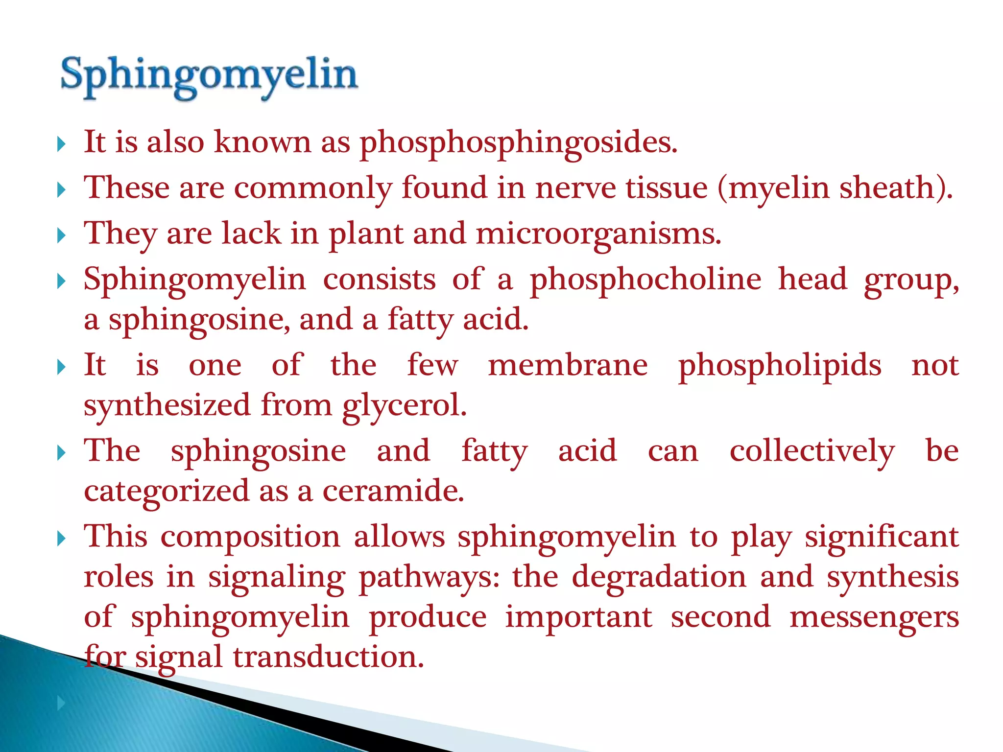  It is also known as phosphosphingosides.
 These are commonly found in nerve tissue (myelin sheath).
 They are lack in plant and microorganisms.
 Sphingomyelin consists of a phosphocholine head group,
a sphingosine, and a fatty acid.
 It is one of the few membrane phospholipids not
synthesized from glycerol.
 The sphingosine and fatty acid can collectively be
categorized as a ceramide.
 This composition allows sphingomyelin to play significant
roles in signaling pathways: the degradation and synthesis
of sphingomyelin produce important second messengers
for signal transduction.

 
