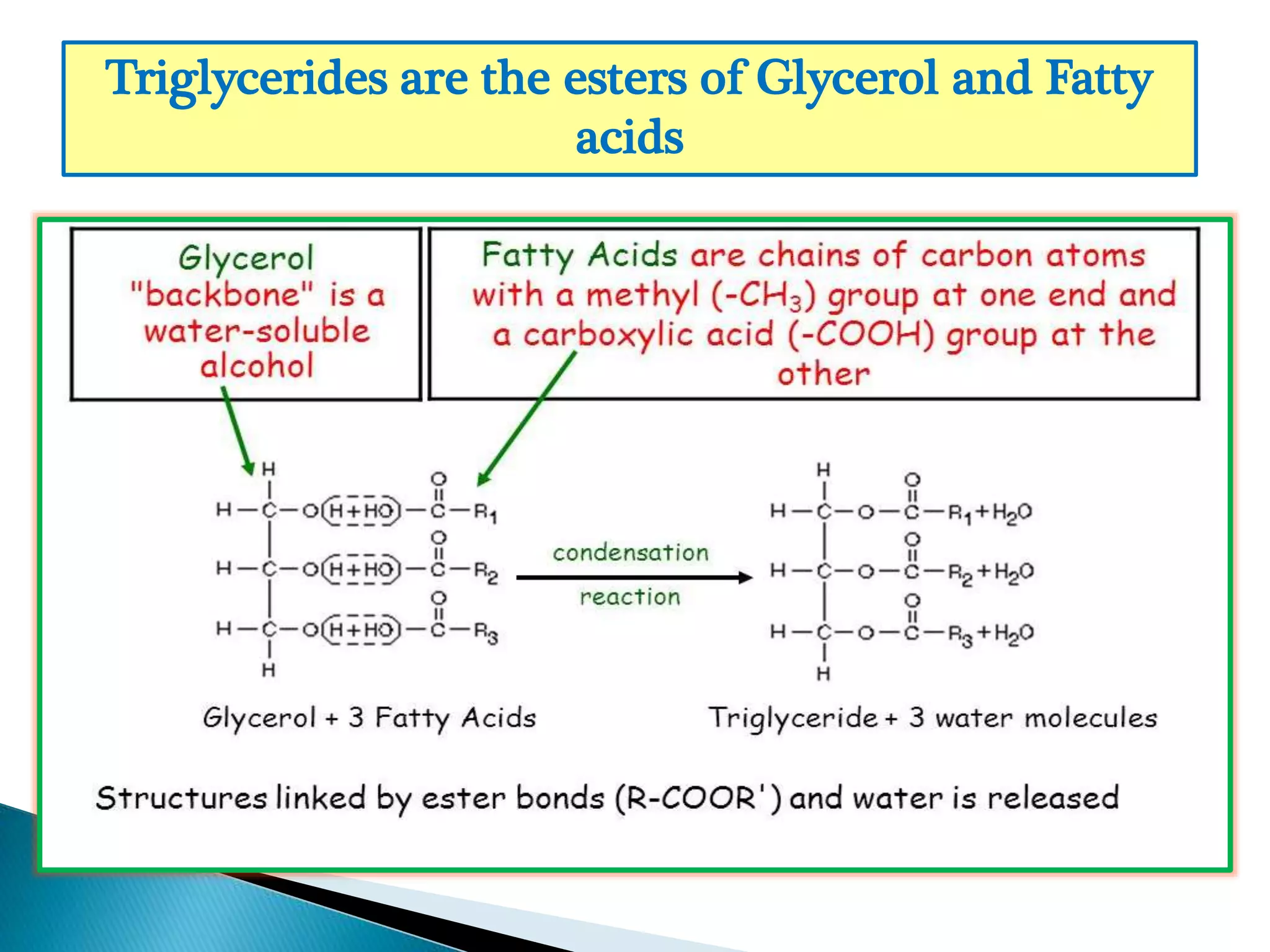 Triglycerides are the esters of Glycerol and Fatty
acids
 