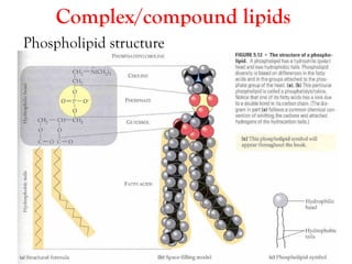 LIPIDS -STRUCTURE AND FUNCTION..pptx bchem | PPTX