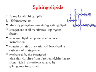 Sphingolipids Components LIPIDS -STRUCTURE AND FUNCTION..pptx bchem | PPTX