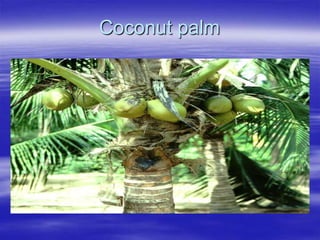Coconut palm
 