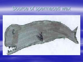Source of spermaceti wax
 