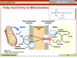 Comprehensive Biochemistry Lecture on Lipid Structure and Metabolism | PPTX
