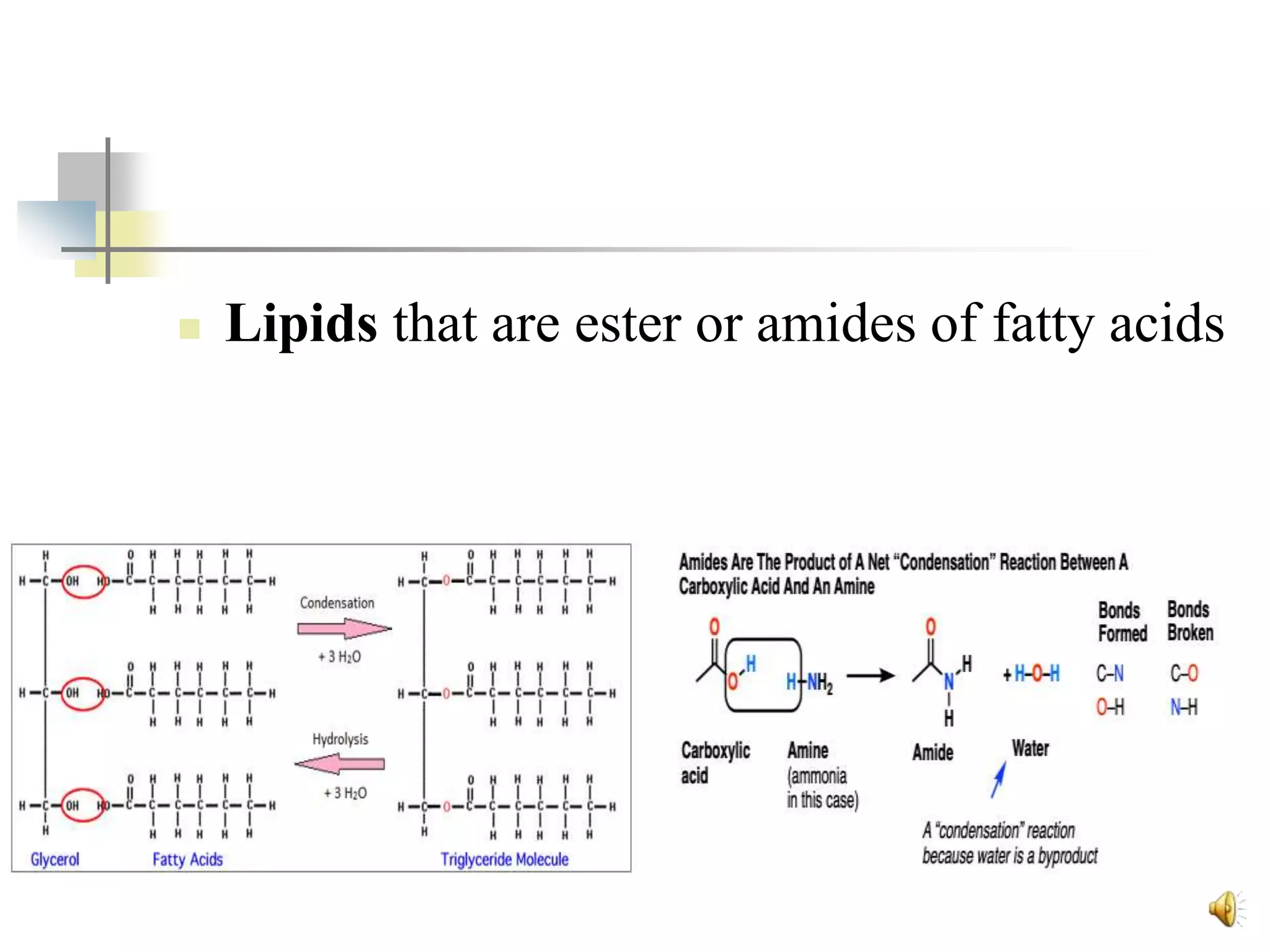 Lipids 2nd.ppt