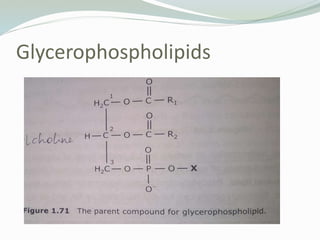 Glycerophospholipids
 