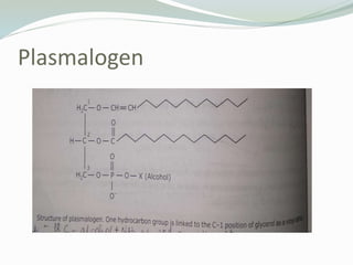 Plasmalogen
 