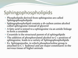 Sphingophospholipids
 Phospholipids derived from sphingosine are called
Sphingophospholipids
 Sphingophospholipid contain a 18-carbon amino alcohol
called sphingosine instead of glycerol
 A fatty acid is joined to a sphingosine via an amide linkage
to form a ceramide
 Ceramide is the structural parent of al sphingolipids
 The addition of phosphorylated alcohol to C-1 position of
sphingosine, leads to a variety of Sphingophospholipids
 Ex. Sphingomyelin, in which phosphocholine group is
attached to C-1 hydroxyl and are major constituent in the
nervous tissue of higher animals
 