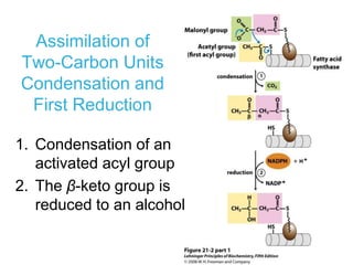 Lipids biosynthesis